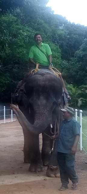 joe elephant